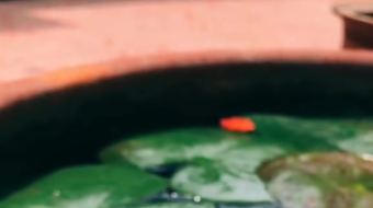 唯美花视频素材背景-众图网