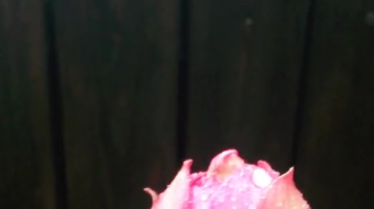 唯美花视频素材背景-众图网