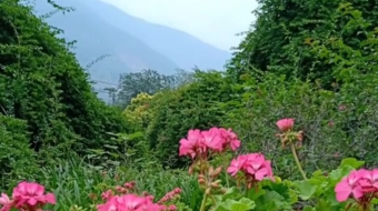 唯美花视频素材背景-众图网