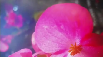 唯美花视频素材背景-众图网