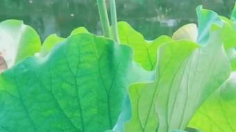 唯美花视频素材背景-众图网