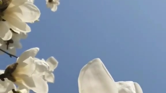 唯美花视频素材背景-众图网