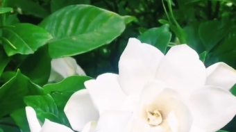 唯美花视频素材背景-众图网