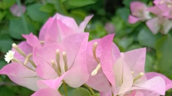 唯美花视频素材背景-众图网