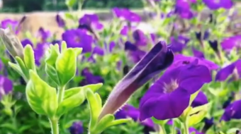 唯美花视频素材背景-众图网