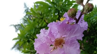 唯美花视频素材背景-众图网