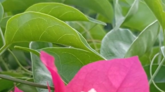 唯美花视频素材背景-众图网