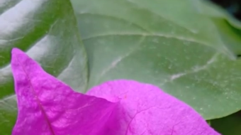 唯美花视频素材背景-众图网