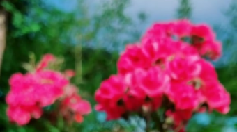 唯美花视频素材背景-众图网