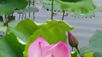 唯美花视频素材背景-众图网