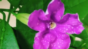 唯美花视频素材背景-众图网