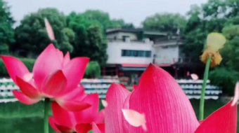 唯美花视频素材背景-众图网