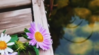 唯美花视频素材背景-众图网