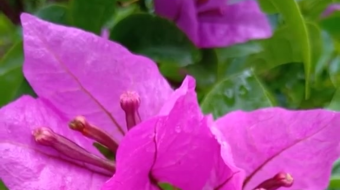 唯美花视频素材背景-众图网