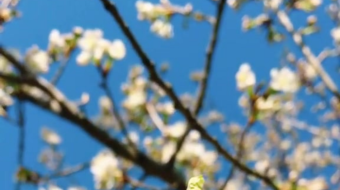 唯美花视频素材背景-众图网