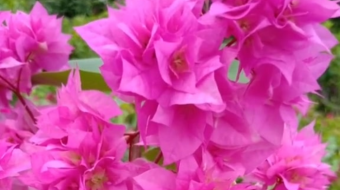 唯美花视频素材背景-众图网