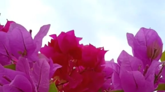 唯美花视频素材背景-众图网