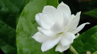 唯美花视频素材背景-众图网