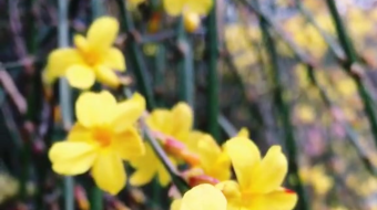 唯美花视频素材背景-众图网