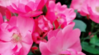 唯美花视频素材背景-众图网