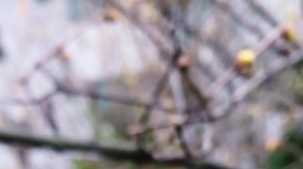 唯美花视频素材背景-众图网