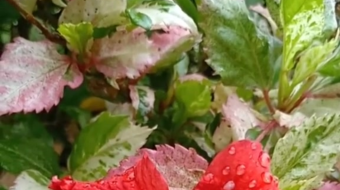 唯美花视频素材背景-众图网