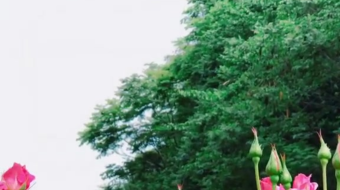 唯美花视频素材背景-众图网