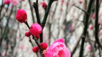 唯美花视频素材背景-众图网