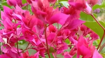 唯美花视频素材背景-众图网