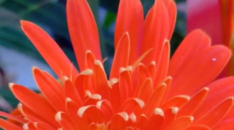 唯美花视频素材背景-众图网