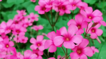 唯美花视频素材背景-众图网