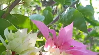 唯美花视频素材背景-众图网