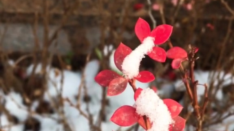 唯美花视频素材背景-众图网