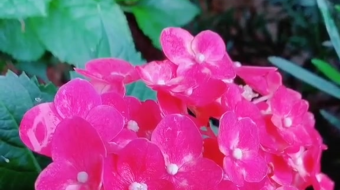 唯美花视频素材背景-众图网