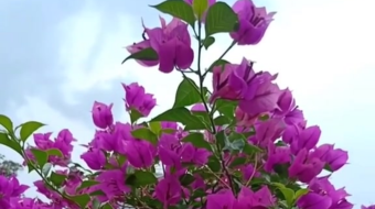 唯美花视频素材背景-众图网