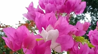 唯美花视频素材背景-众图网