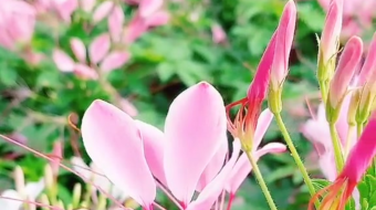 唯美花视频素材背景-众图网