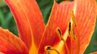 唯美花视频素材背景-众图网