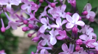 唯美花视频素材背景-众图网