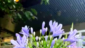 唯美花视频素材背景-众图网