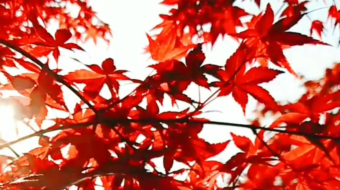 唯美花视频素材背景-众图网