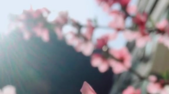 唯美花视频素材背景-众图网