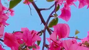 唯美花视频素材背景-众图网