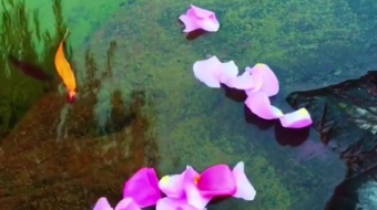 唯美花视频素材背景-众图网