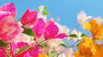 唯美花视频素材背景-众图网