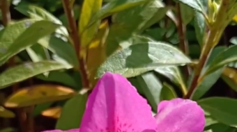 唯美花视频素材背景-众图网