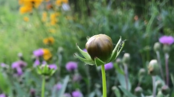 唯美花视频素材背景-众图网