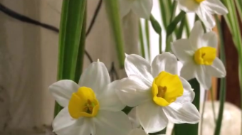 唯美花视频素材背景-众图网