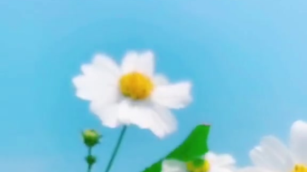 唯美花视频素材背景-众图网