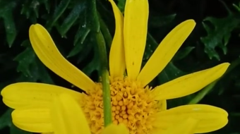 唯美花视频素材背景-众图网